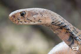 Mozambique Spitting Cobra Naja Mossambica Contrary To Popular Belief This Snake Is Not Only Found In Mozambique It Can Be Found From Southern Kzn To Mpumala