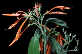 Image result for Justicia spicigera