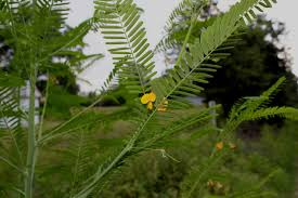 Image result for Sesbania sesban