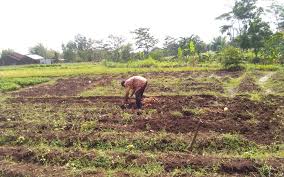 Petani ngawi membuktikan adanya perbedaan sebelum dan sesudah. Singkong Archives Desa Gayam