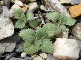 Image result for Elatostema welwitschii