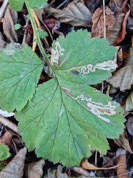 Image result for Stigmella pretiosa