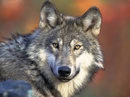 See more ideas about wolf images, wolf, wolf tattoos. Trump Administration Seeks To Take Gray Wolf Off Endangered Species List Npr