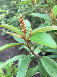 Image result for Croton gratissimus