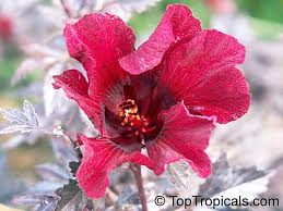 Image result for Hibiscus reekmansii