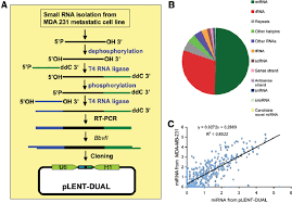 Generation Of A Small Rna Library From Mda Mb 231 Clone