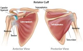 The shoulder joint (glenohumeral joint) is a ball and socket joint between the scapula and the humerus. Shoulder Tendon Problems Treatment Options Buxton Osteopathy Clinic