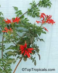 Image result for Tecoma capensis