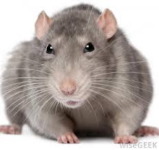 The Plague traveled through rats and fleas that followed the traders from the silk road to the towns. When people got the bla