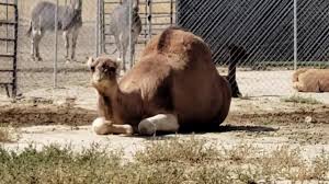 Its detail zip code 5, zip code 5 plus 4 is as below. Scipio Petting Zoo Jacobbarlow Com
