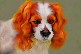 Cavalier King Charles Spaniel Red Dog Portrait Digital Art By Shelli Fitzpatrick