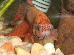 Common Betta Diseases With Symptom Cause Treatment And Prevention Updated Betta Aquarium King