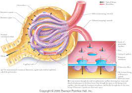 Aufgrund der filterdichte (porengöße) und ihrer anionischen ladung ist sie impermeabel für blutzellen, makromoleküle und anionische moleküle (z.b. Blut Harn Schranke Med Kom