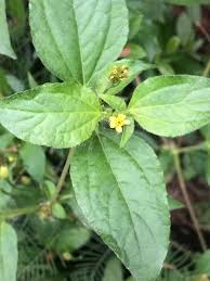 Image result for Synedrella nodiflora