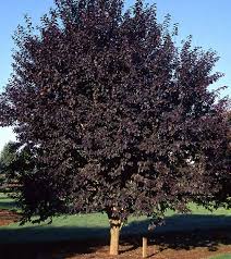 This tree is the fastest growing tree in the us. Https Www Cityofboise Org Media 4078 Tvtreeselectionguide 09 2018 Pdf