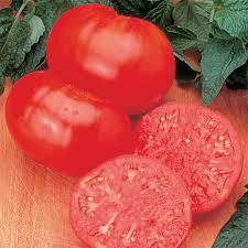 Sometimes we refer to tomatoes that mature in more than 60 days as early, but only in comparison to their peers. Beefsteak Tomato Large Tomato Seeds Totally Tomatoes