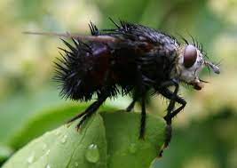 These Hairy Flies Can Actually Breathe Underwater