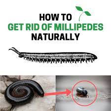Centipedes are small, generally disgusting for many people but worst than that, like cockroaches, they are difficult to kill. How To Get Rid Of Millipedes Naturally Fast And Easy Bugwiz
