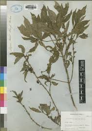 Image result for Fadogia gossweileri