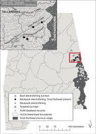 Image result for Agelanthus sp. aff. A. brunneus