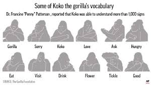 Lebbek, east indian walnut, woman's tongue tree. Koko The Gorilla Used Smarts Empathy To Help Change Views