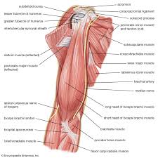 Both the deltoid and the trapezius are firmly attached to the spine of the scapula. Human Muscle System Functions Diagram Facts Britannica