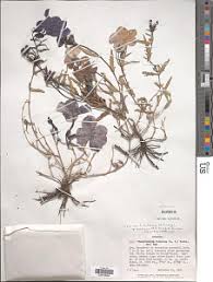 Image result for Cyphia lasiandra