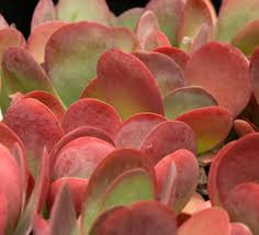 Image result for Kalanchoe glaucescens