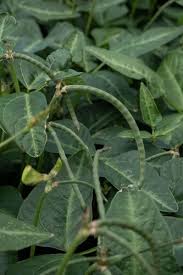 Image result for Vigna reticulata
