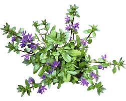 Image result for foto Vějířovka