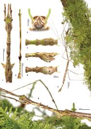 Image result for Schistostephium crataegifolium