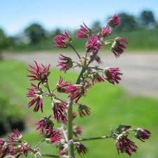 Image result for Macrotyloma tenuiflorum