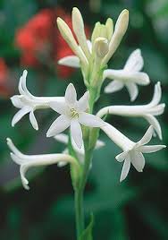 Image result for Polianthes tuberosa