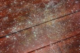 How To Remove Toxic Mold In Your Home Hunker Mold Remover On Wood Mold Remover Cleaning Wood Furniture