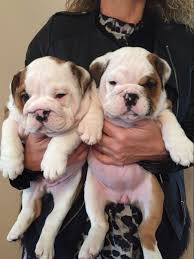 We have akc registered english and french bulldog puppies for sale in oklahoma. English Bulldog Puppies Boy And Girl Watertown Offer Watertown Pets Dogs