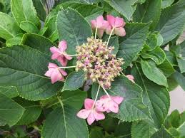 紫陽花の花の枯れるまで見届けようと のんびりゆっくり楽しく