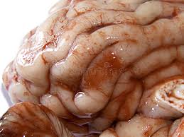 635 Real Brain Photos Free Royalty Free Stock Photos From Dreamstime Looking for the best brain wallpaper hd? 635 real brain photos free royalty