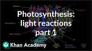 Search for pronounciation videos on google for how to pronounce 'photosynthesis' accurately. Grana 17 Pronunciations Of Grana In English