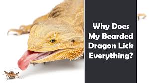 Remove your beardie as soon as the water cools. Why Does My Bearded Dragon Lick Everything Behavior