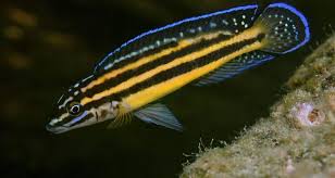 Image result for Tetradenia tanganyikae