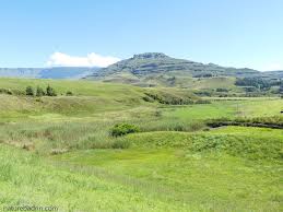 Image result for Sopubia angolensis