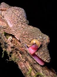 Image result for Urochloa comata