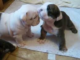 Jd bully's for you is a falderal licensed & recognized breeder of the ckc & ioeba. 4 Week Old English Bulldog Pups Trying To Walk And Play Youtube