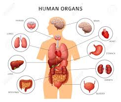 human body internal organs stomach and lungs kidneys and heart