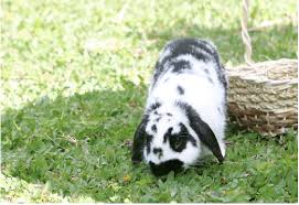 Their diet and indoor/outdoor balance are two of the most important aspects of becoming pet parents to a rabbit. Hoppity Hop The Holland And French Lops Animal Scene Magazine