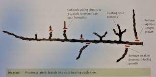 That's a lot of cutting, he said. Pin On æžœæ 'ä¿®å‰ª