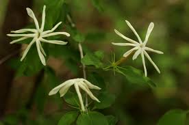Image result for Jasminum stenolobum