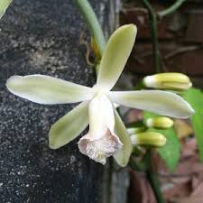 Image result for Vanilla crenulata
