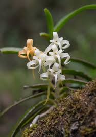 Image result for Cyrtorchis neglecta