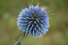 Yalnizca Egelilerin Kiymetini Bilebilecegi 35 Ot Kara Hindiba Otlar Tibbi Bitkiler